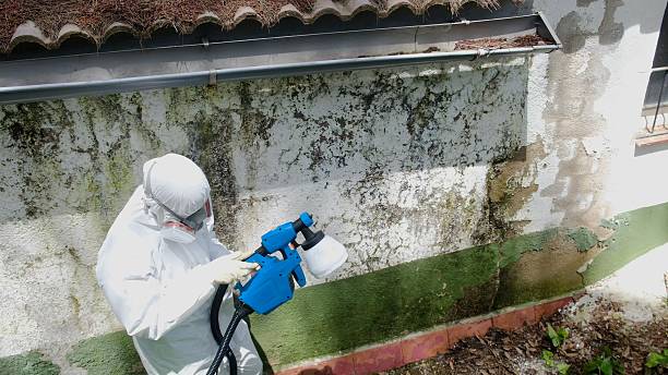 Trusted Mold Inspection service in Hampstead, NC - Cheap Mold Removal
